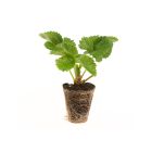 Sonsation Erdbeerpflanzen - 10 Pflanzen (Gigaplug)