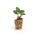 Sonsation Erdbeerpflanzen - 10 Pflanzen (Powerplug)