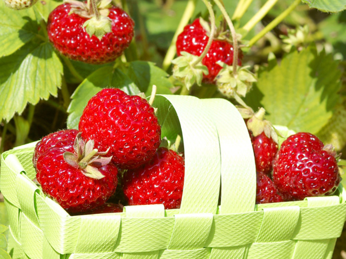 Mieze Schindler Erdbeeren: eine wahre Liebhaber Sorte