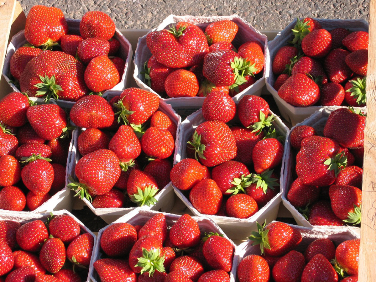 Welche Erdbeerpflanze / Erdbeersorte eignet sich für welche Anwendung? 