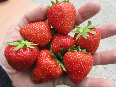 Superfood Erdbeere – warum sind Erdbeeren so gesund?