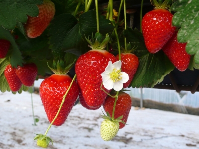 Erdbeerpflanze Clery –  das Aroma-Juwel unter den Erdbeersorten