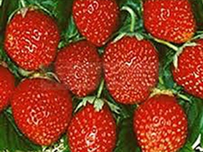 Korona - die Erdbeerpflanze für Genießer!