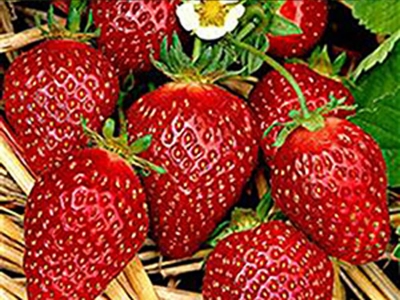 Die fünf süßesten Erdbeersorten 