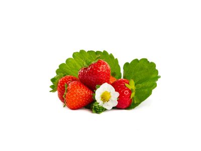 Erdbeeren von Erdbeerprofi.de 10 Furore Erdbeerpflanzen Mini Powerplug Pflanzen Pflanzzeit: März bis Juni Immertragend Ernte: Juni bis September Erdbeersetzlinge/Erdbeerstecklinge 