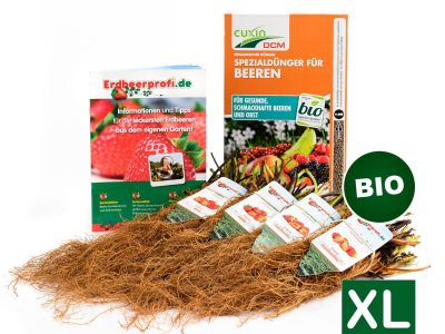 Naschpaket XL Gemischt Biologisch (Frigo) inkl. Dünger