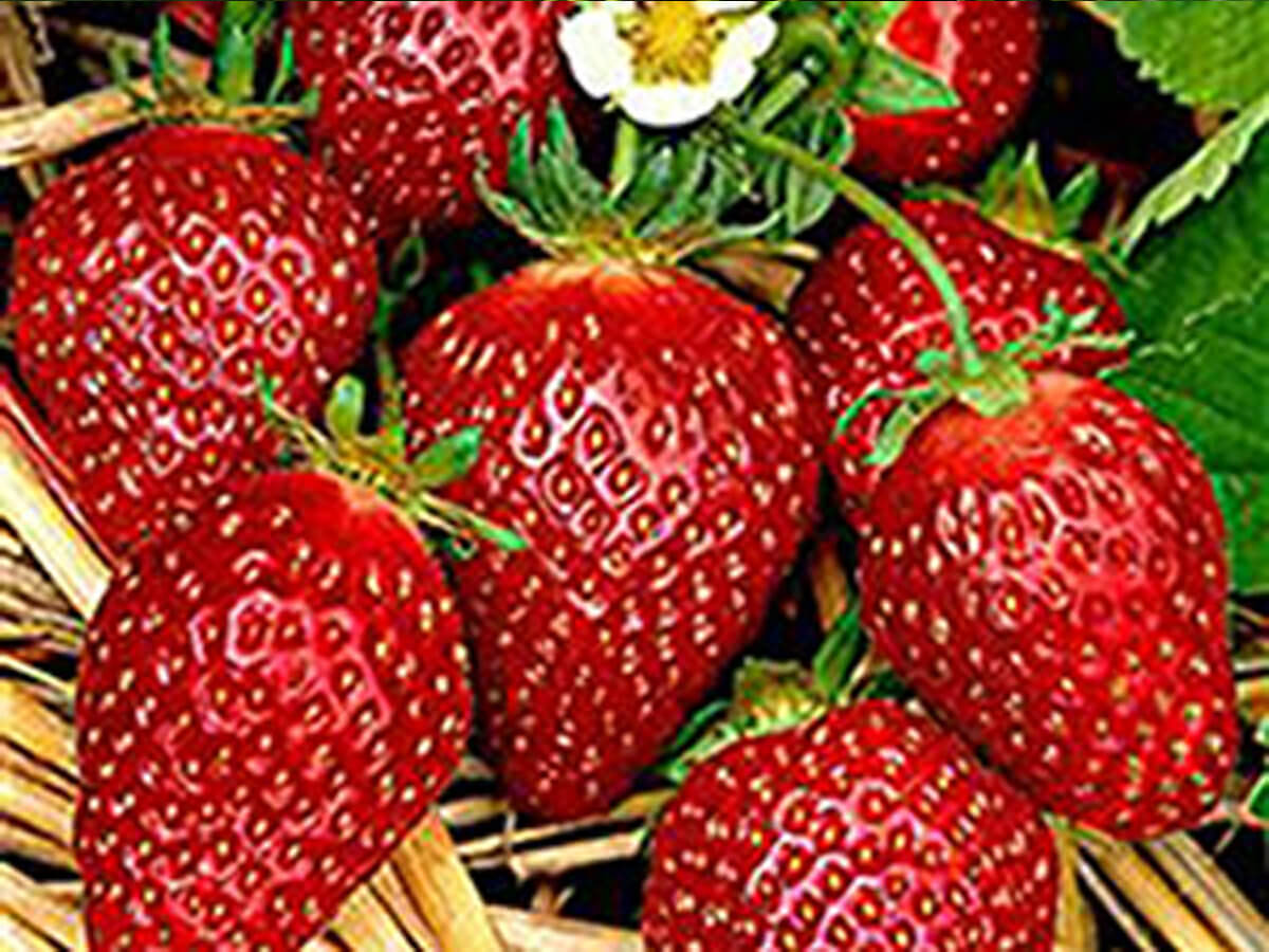 4 Erdbeersorten junitragend: Daroyal Korona Erdbeer Anbau-Set: Erdbeerpflanzen mit Dünger Set mit Erdbeergrünpflanzen und Erdbeer Dünger Malwina & Senga Sengana Erdbeerprofi 